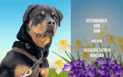 Osterwunsch von Rottweiler Arni – Ein Outdoor-Plätzchen zum Träumen