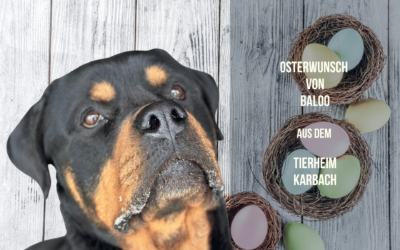 Ein besonderer Osterwunsch für einen besonderen Charakter: Baloo sucht nicht nur Snacks, sondern Verständnis