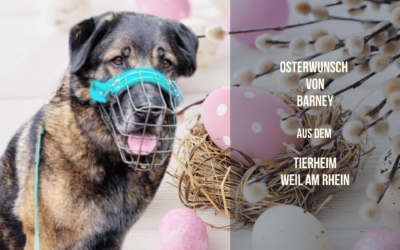Osterwunsch für Barney – Ein Herzenshund sucht seine Chance