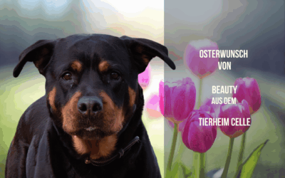 Osterwunsch für Beauty – Rottweiler-Power auf vier Pfoten!