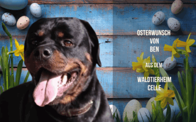Osterwunsch von Ben – Ein Schinkenknochen für den starken Kerl