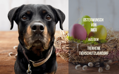 Ricos Osterwunsch – ein Kauholz für einen besonderen Rotti