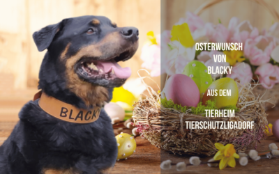 Blackys Osterwunsch: Ein Freund zum Kuscheln – der nicht gleich schlappmacht!
