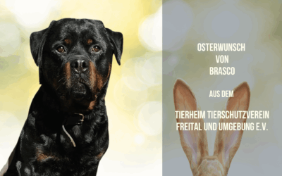 Osterwunsch für Rottweiler Brasco – ein sanfter Riese wünscht sich Komfort für die Knochen