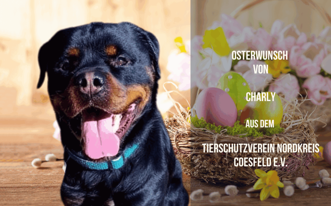 Charlys Osterwunsch: Ein starkes Spielzeug für einen starken Charakter