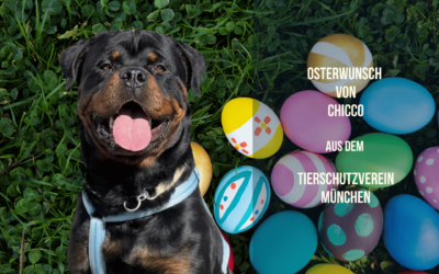 Ein fester Platz fürs Herz – Chiccos Osterwunsch
