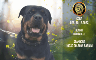 Kuscheln, Toben, Lernen – Rottweiler Hündin Cora sucht ein neues Abenteuer mit dir!