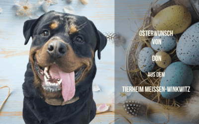 Osterwunsch von Don – Kraftpaket mit weichem Kern