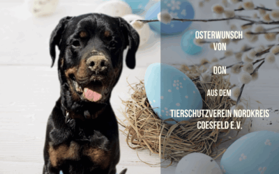 Don – ein Herz auf vier Pfoten mit Wunsch an den Osterhasen