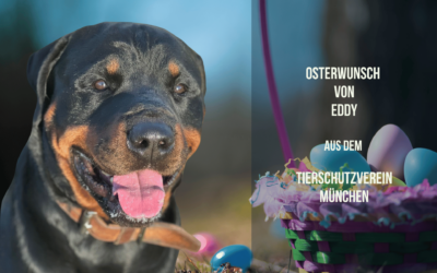 Osterwunsch mit Trainingspower – Eddy will lernen!