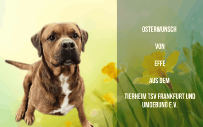 Effe sucht sein Glück – und kuschelige Decken!