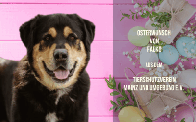 Osterwunsch für Falko – Ein stattlicher Kerl mit sensiblem Magen