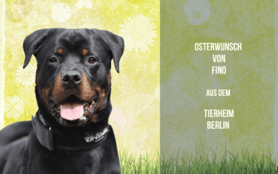 Finos Osterwunsch – Ein kleiner Schritt Richtung Vertrauen