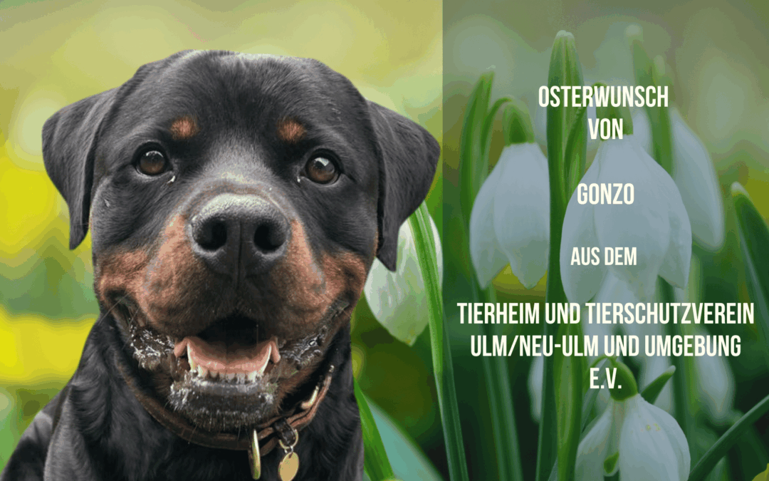GONZO – Ein Rottweiler mit Ecken, Kanten und einem Herz für die Richtigen