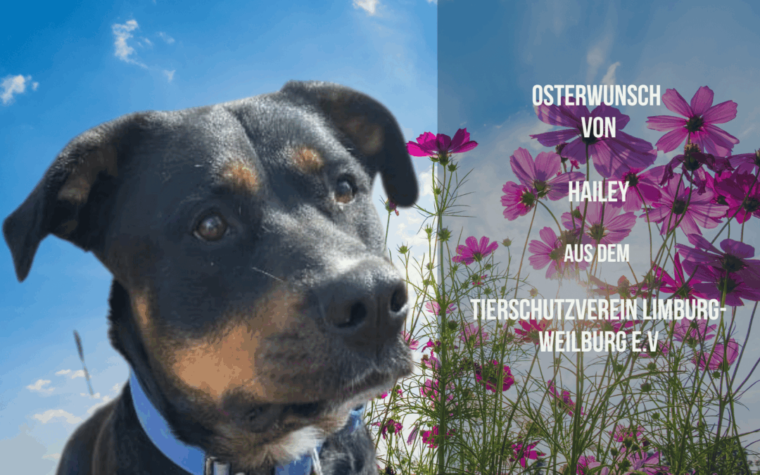 Haileys Osterwunsch: Ein stabiles Spielzeug für starke Mädels!