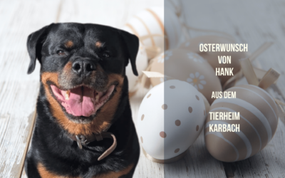 Hanks Osterwunsch – Unterstützung für Körper & Seele