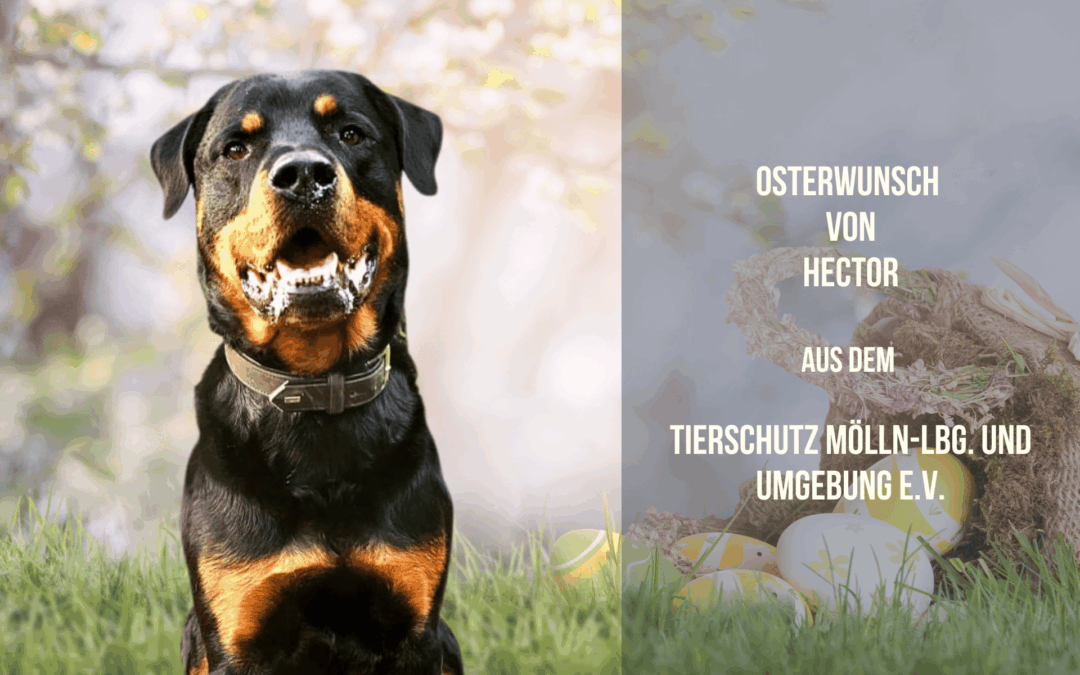Hectors Osterwunsch: Ein Platz zum Träumen