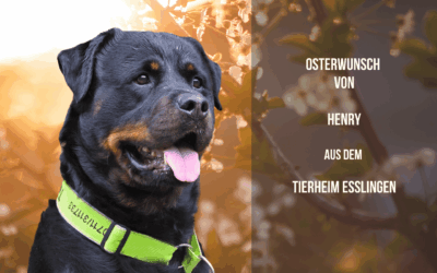 Osterwunsch für Henry – Unterstützung für starke Gelenke