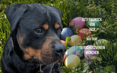 Jacks Osterwunsch: Magere Kauartikel vom Rind für einen sensiblen Charakterkopf