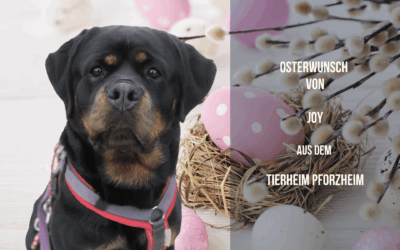 Osterwunsch für Joy – Die kleine Power-Prinzessin sucht Balance & Entspannung