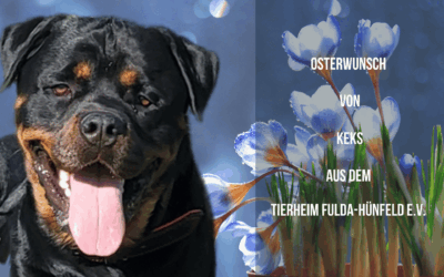 Keks sucht Unterstützung: Ein Wunsch für mehr Lebensfreude!