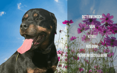 Osterwunsch: Große Kauknochen für Powerpaket Kenay!