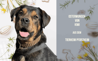 Osterwunsch von Kiwi – ein gemütlicher Platz für ein großes Hundeherz