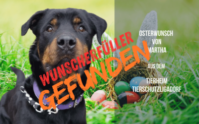 Marthas Osterwunsch – schon erfüllt, aber Leckerlis kann man nie genug haben!