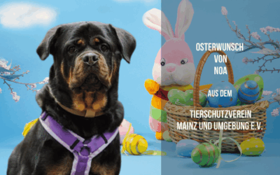 Osterwunsch von Noa – Kleine Tabletten, große Wirkung