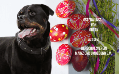 Osterwunsch von Rottweiler Ortak – starke Unterstützung für einen starken Charakter