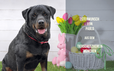 Pablo – Kraftpaket mit Köpfchen sucht Leckerliefreunde