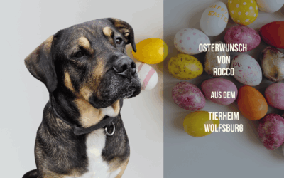 Roccos Osterwunsch: Ein großer Kauknochen fürs große Herz