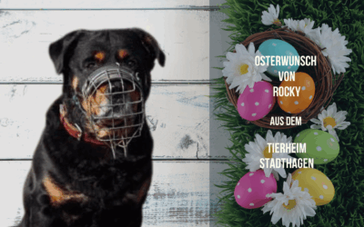 Osterwunsch für Rocky – Ein Herz voller Hoffnung sucht ein bisschen Glück