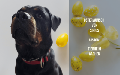 Osterwunsch für Sirius – Ein Spielball für neue Lebensfreude