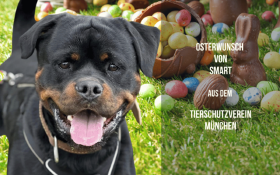 Ein smarter Wunsch zu Ostern – für Rottweiler Smartie