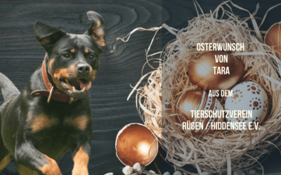 Taras Osterwunsch: Ein Stück Glück zum Kauen
