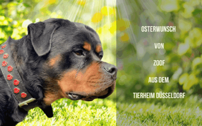 Ein Kauknochen für Zoof: Helft seinem Traum auf die Sprünge!