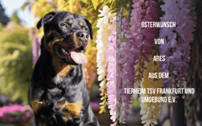 Ares – Großer Bursche mit großem Herz sucht verständnisvolle Menschen und hat einen Wunsch