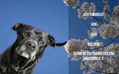 Odins Wunsch: Ein voller Napf und ein Zuhause fürs Herz